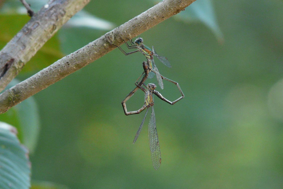 Salamandrine di Maremma